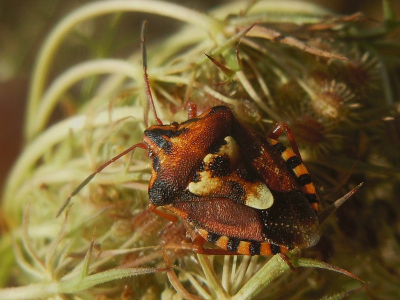 Pentatomidae: Codophila varia su carota selvatica (Sardegna)